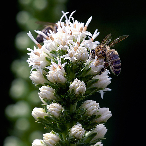Tiere_DDB1653_Bildgröße ändern.jpg
